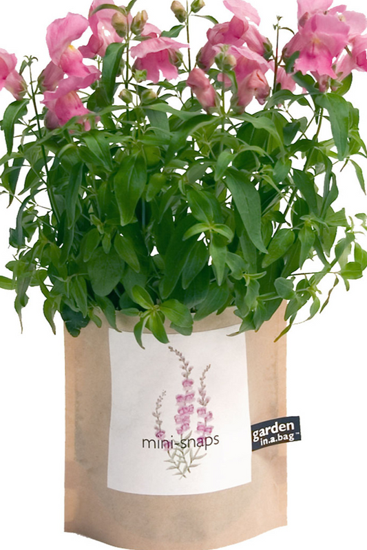 Garden-in-a-bag Snapdragon