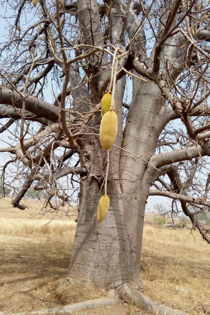 Mama Trade : Baobab oil - 100% pure, wild harvested. Unfiltered and undiluted. - Ms.Meri Mak