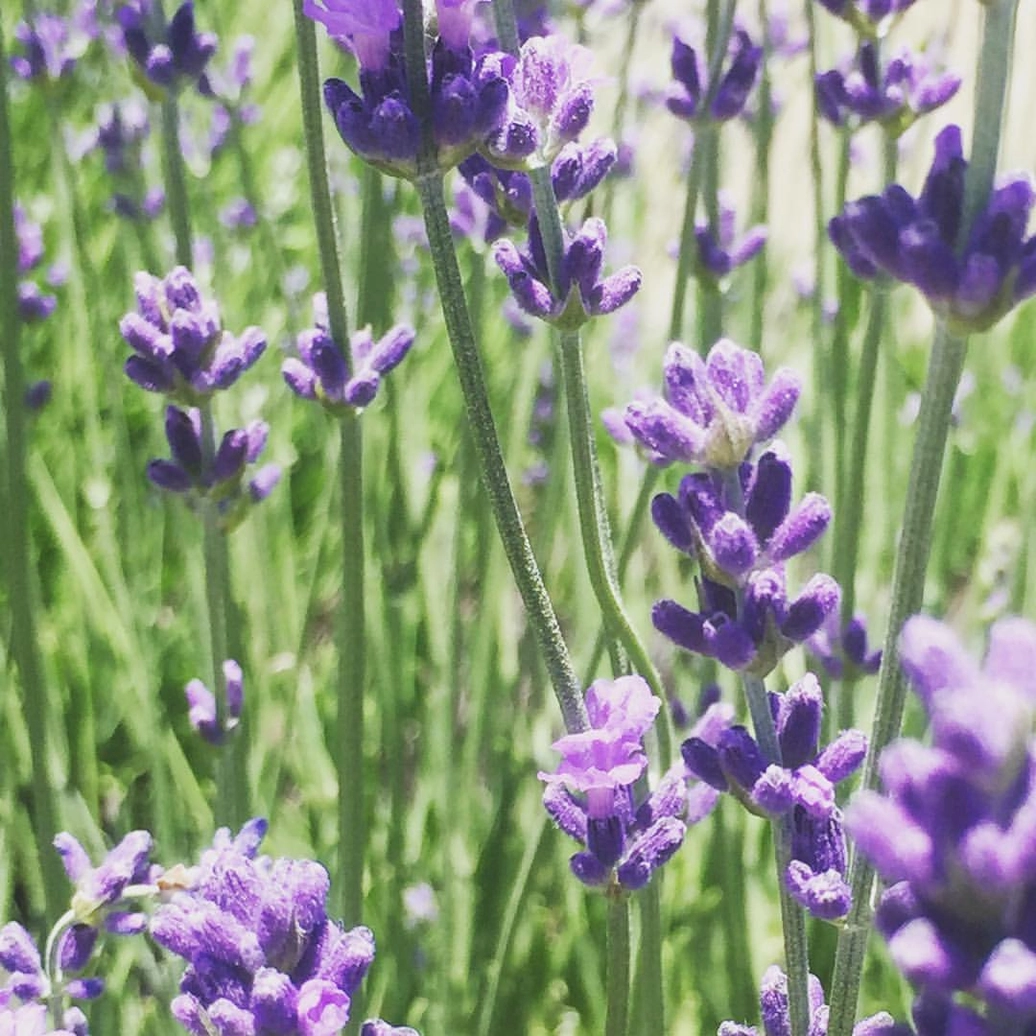 Garden-in-a-bag Lavender