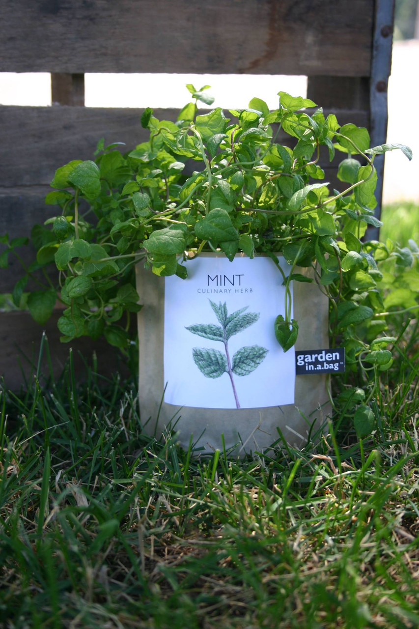 Garden-in-a-bag Mint